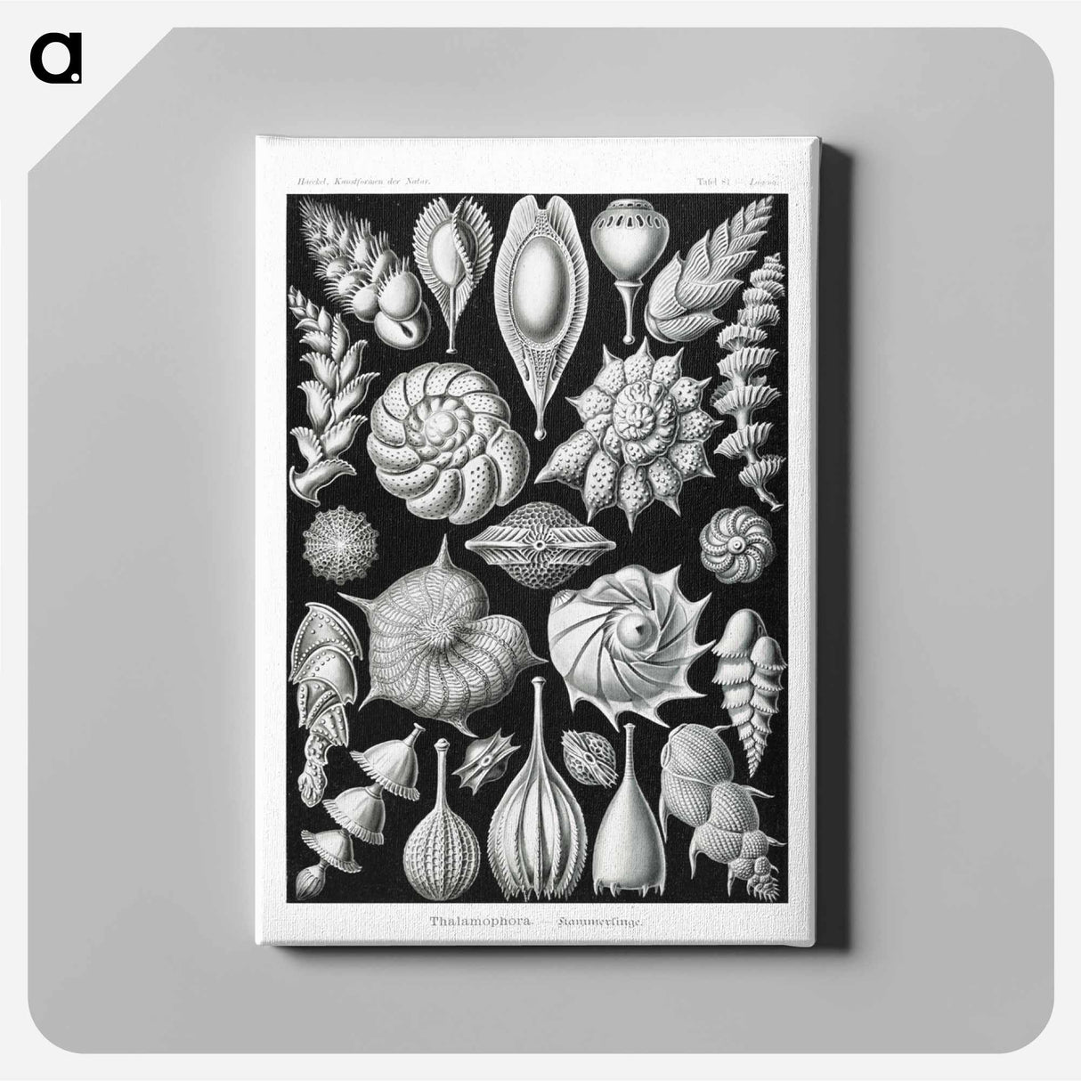 Thalamophora–Kammerlinge from Kunstformen der Natur - エルンスト ヘッケル Canvas.