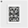 アートポストカード-Thalamophora–Kammerlinge from Kunstformen der Natur - エルンスト ヘッケル Postcard.