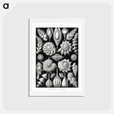 アートポストカード-Thalamophora–Kammerlinge from Kunstformen der Natur - エルンスト ヘッケル Postcard.