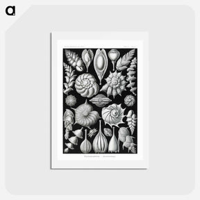 アートポストカード-Thalamophora–Kammerlinge from Kunstformen der Natur - エルンスト ヘッケル Postcard.