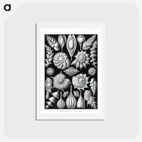 アートポストカード-Thalamophora–Kammerlinge from Kunstformen der Natur - エルンスト ヘッケル Postcard.