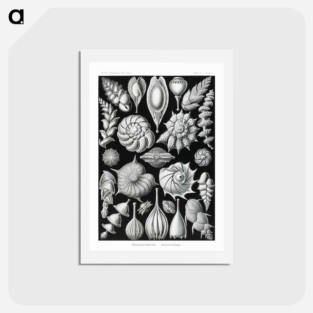 アートポストカード-Thalamophora–Kammerlinge from Kunstformen der Natur - エルンスト ヘッケル Postcard.