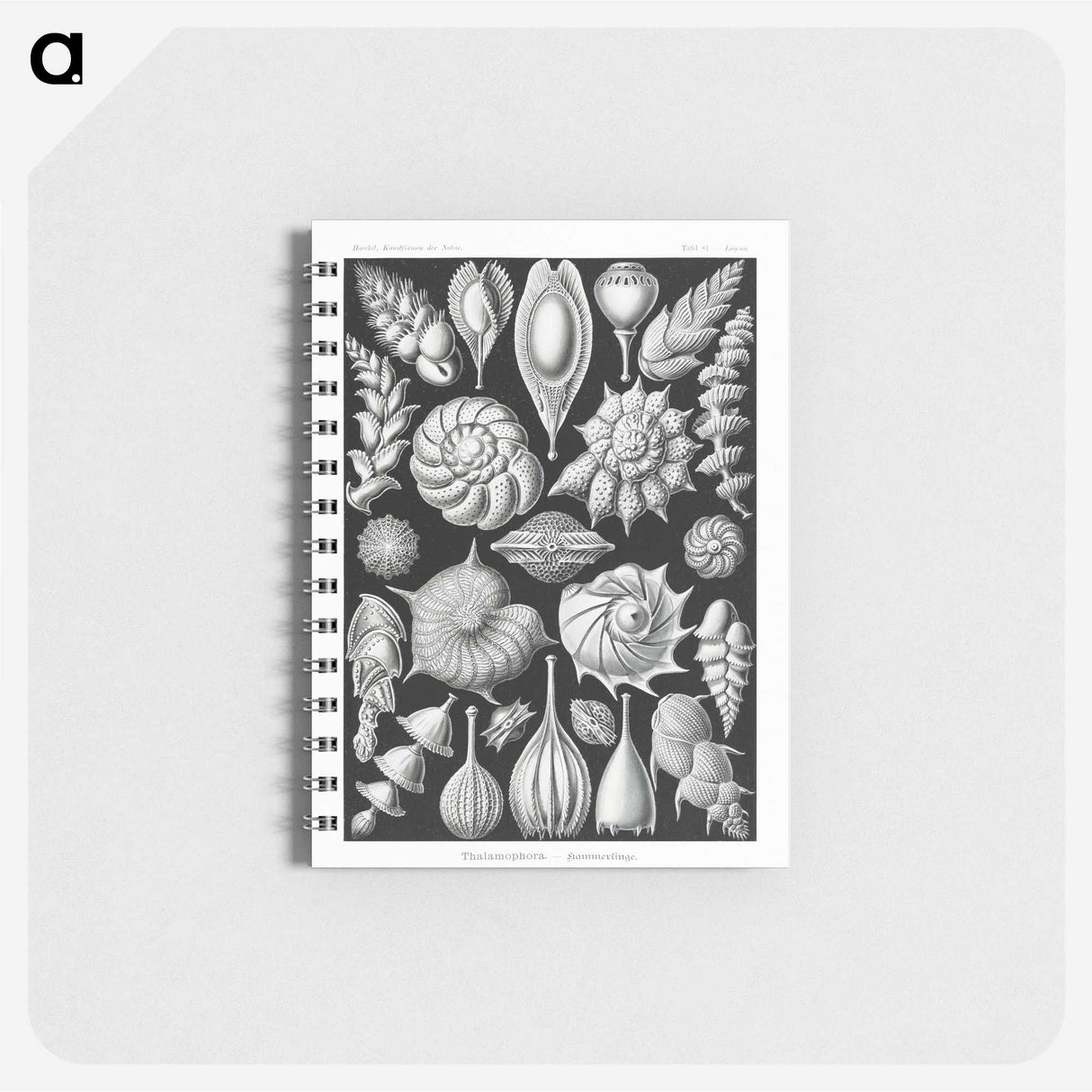 1-63_Ernst-Haeckel_memo
