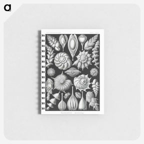 1-63_Ernst-Haeckel_memo
