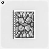 アートメモ帳-Thalamophora–Kammerlinge from Kunstformen der Natur - エルンスト ヘッケル Memo.