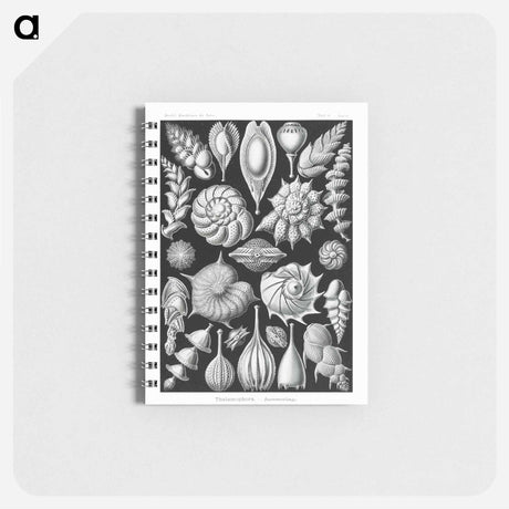 アートメモ帳-Thalamophora–Kammerlinge from Kunstformen der Natur - エルンスト ヘッケル Memo.