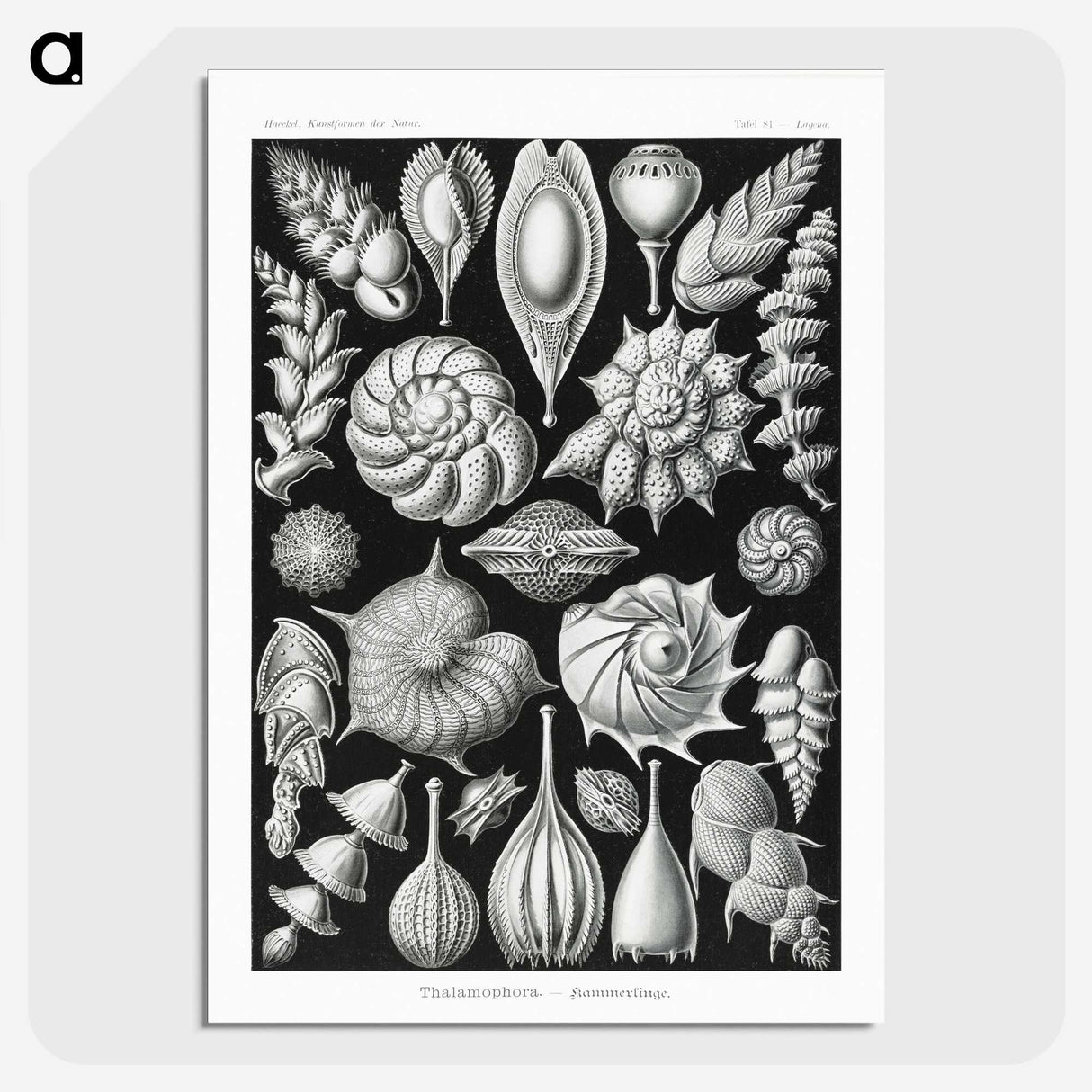 1-63_Ernst-Haeckel_picture-crop