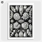 1-63_Ernst-Haeckel_picture-crop