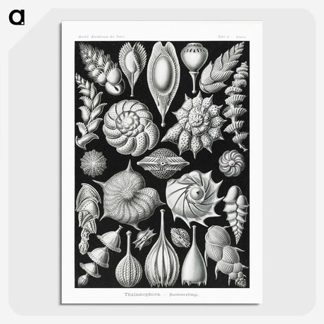 1-63_Ernst-Haeckel_picture-crop