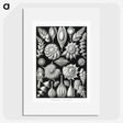 1-63_Ernst-Haeckel_picture