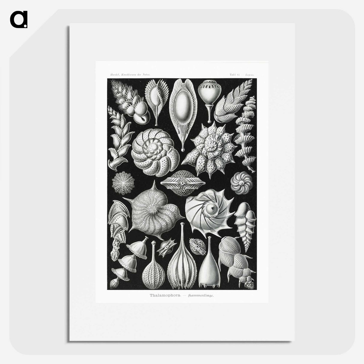1-63_Ernst-Haeckel_picture