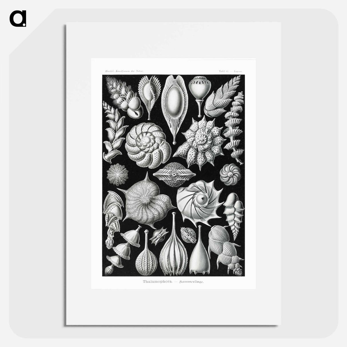 Thalamophora–Kammerlinge from Kunstformen der Natur - エルンスト ヘッケル Poster.