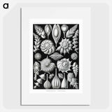 Thalamophora–Kammerlinge from Kunstformen der Natur - エルンスト ヘッケル Poster.