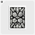 1-63_Ernst-Haeckel_postcard