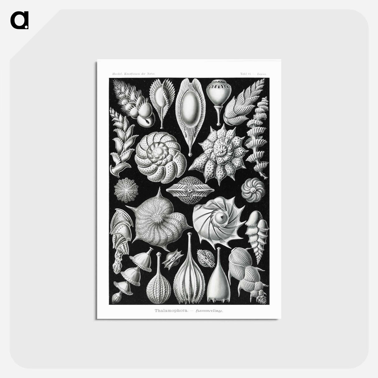 アートポストカード-Thalamophora–Kammerlinge from Kunstformen der Natur - エルンスト ヘッケル Postcard.