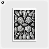 アートポストカード-Thalamophora–Kammerlinge from Kunstformen der Natur - エルンスト ヘッケル Postcard.