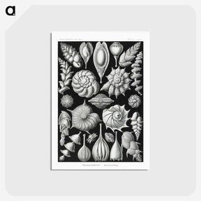 1-63_Ernst-Haeckel_postcard
