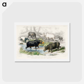 アートポストカード-Megaherbivores
 - ゴールドスミスの生き生きとした自然 Postcard.