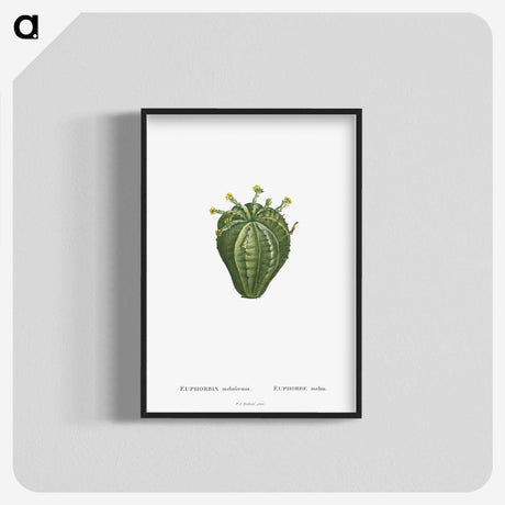 1-63_Histoire-des-Plantes-Grasses_blk-crop