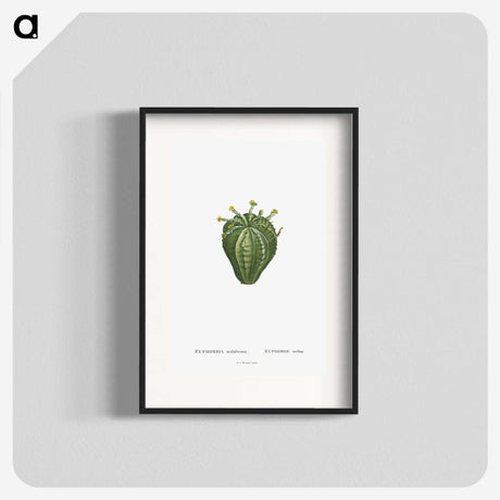 1-63_Histoire-des-Plantes-Grasses_blk