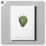 1-63_Histoire-des-Plantes-Grasses_canvas