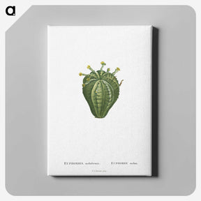 1-63_Histoire-des-Plantes-Grasses_canvas