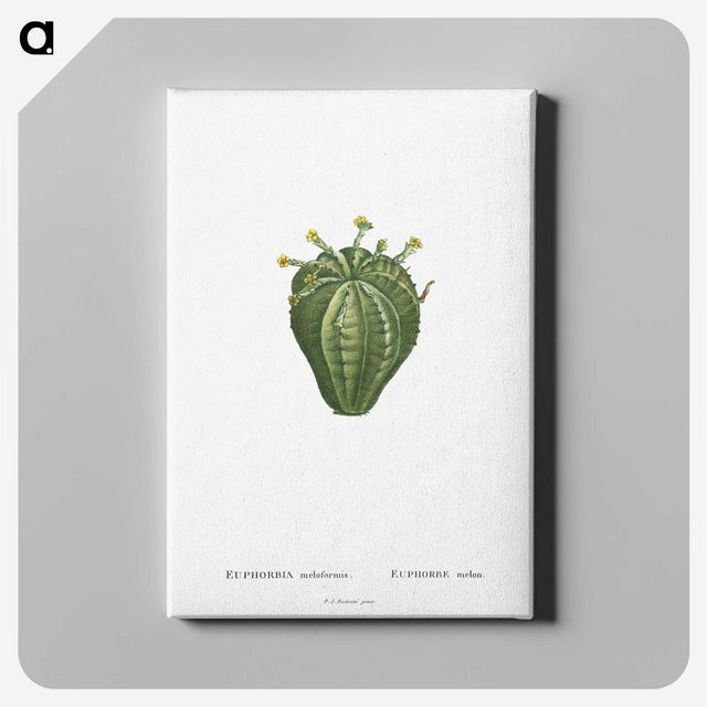 1-63_Histoire-des-Plantes-Grasses_canvas
