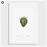 1-63_Histoire-des-Plantes-Grasses_picture