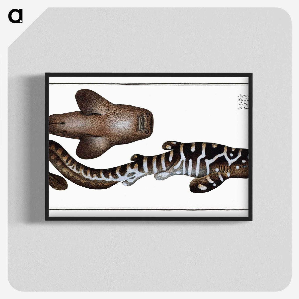 1-63_Ichtyologie-ou-Histoire-naturelle_blk-crop