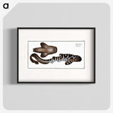 1-63_Ichtyologie-ou-Histoire-naturelle_blk