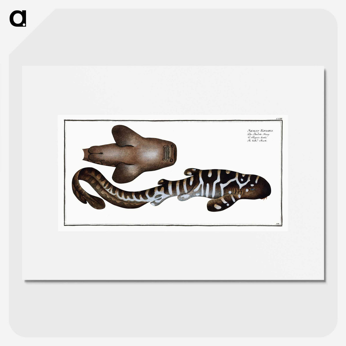 1-63_Ichtyologie-ou-Histoire-naturelle_picture