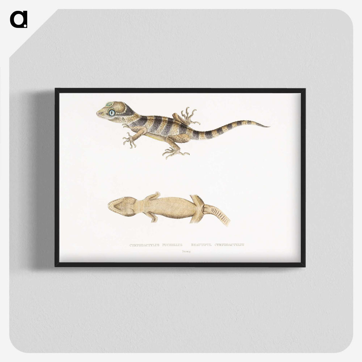 1-63_Indian-Zoology_blk-crop