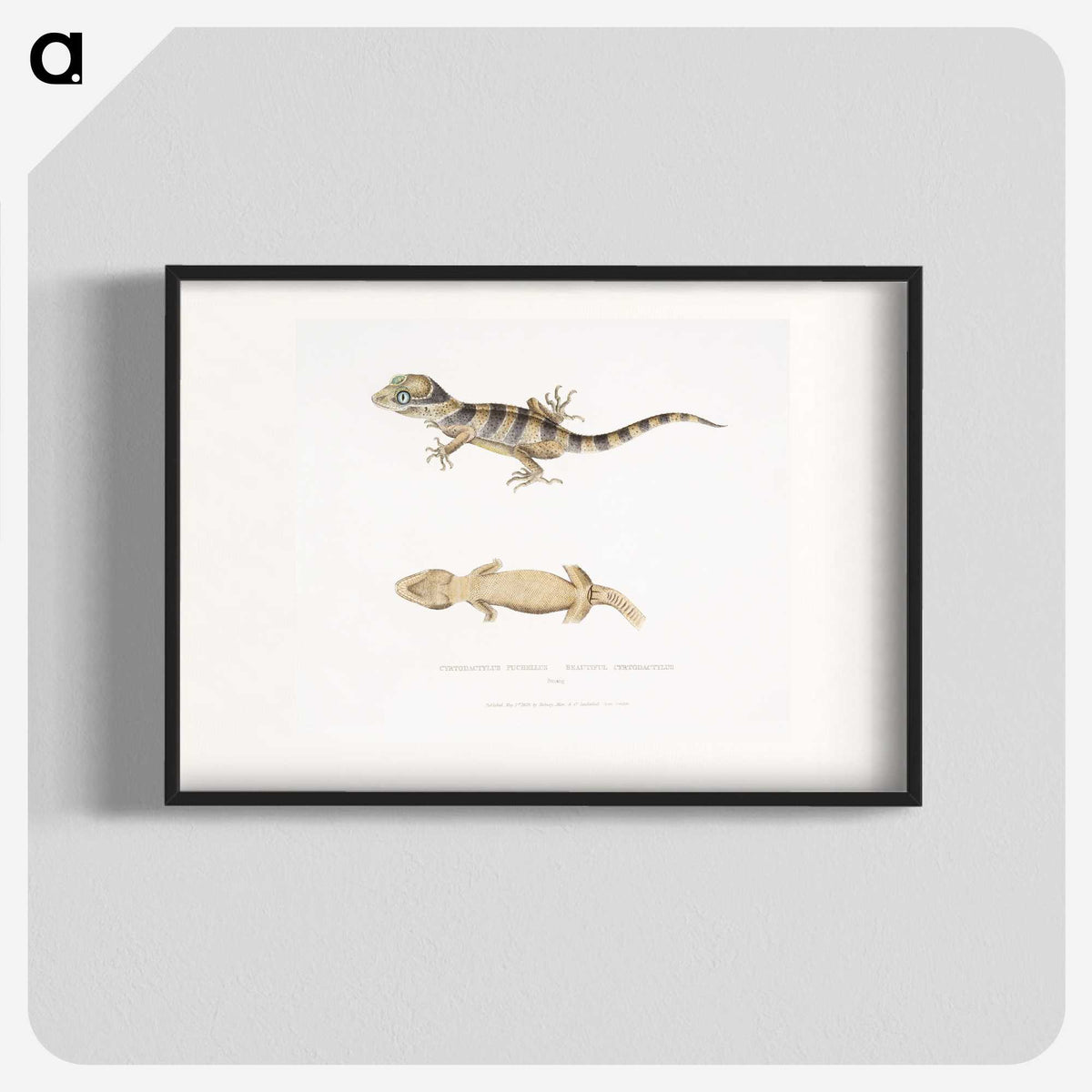 1-63_Indian-Zoology_blk