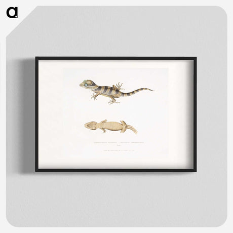1-63_Indian-Zoology_blk