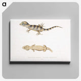 1-63_Indian-Zoology_canvas