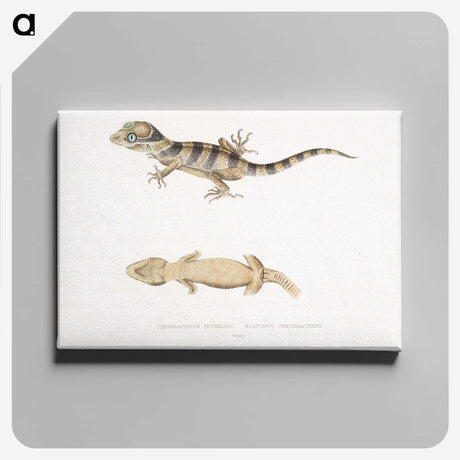 1-63_Indian-Zoology_canvas