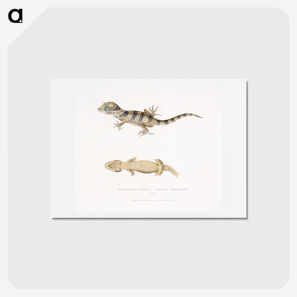 1-63_Indian-Zoology_hagaki