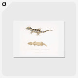 1-63_Indian-Zoology_hagaki