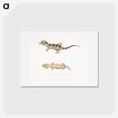1-63_Indian-Zoology_hagaki