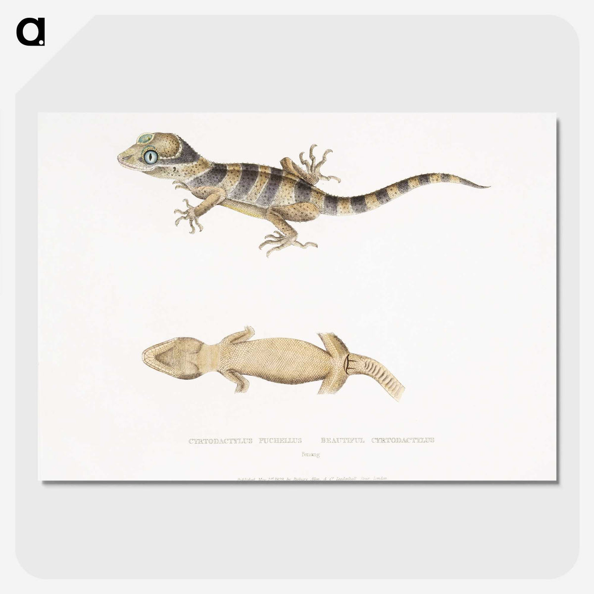 1-63_Indian-Zoology_picture-crop