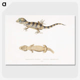 1-63_Indian-Zoology_picture-crop