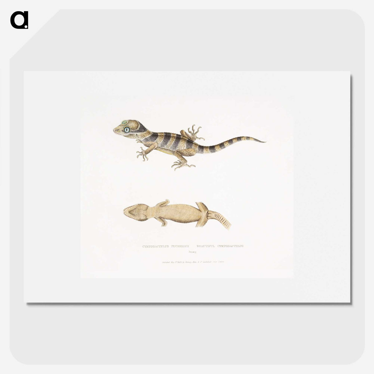 1-63_Indian-Zoology_picture