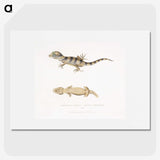 1-63_Indian-Zoology_picture