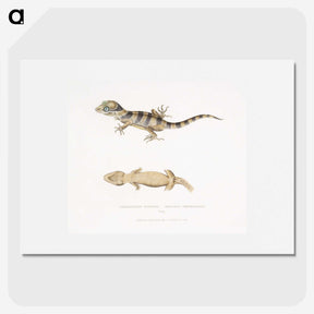 1-63_Indian-Zoology_picture