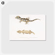 1-63_Indian-Zoology_postcard