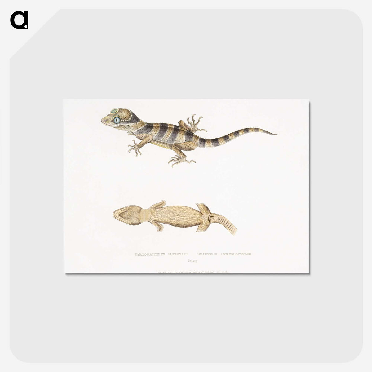 1-63_Indian-Zoology_postcard