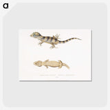 1-63_Indian-Zoology_postcard