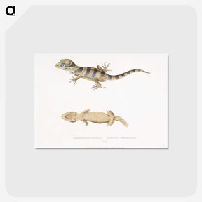 1-63_Indian-Zoology_postcard