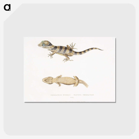 1-63_Indian-Zoology_postcard