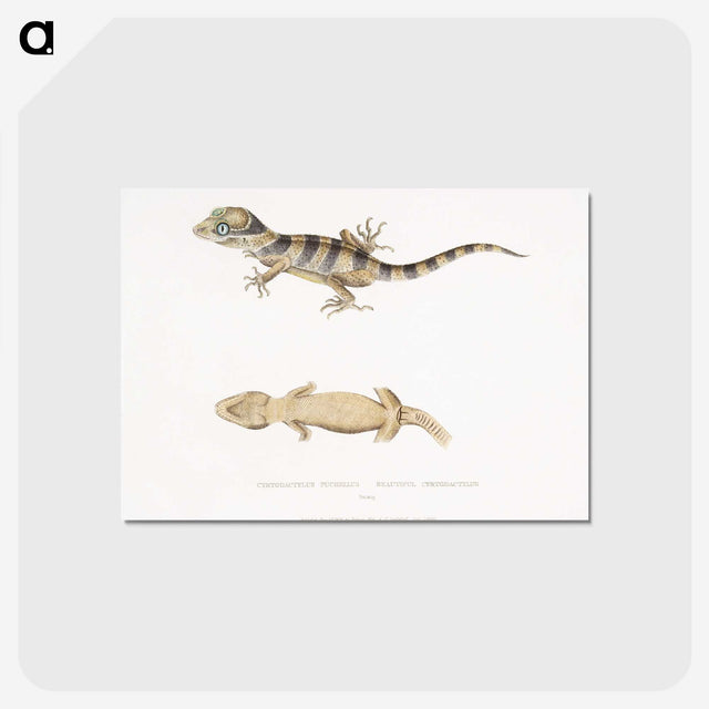 1-63_Indian-Zoology_postcard